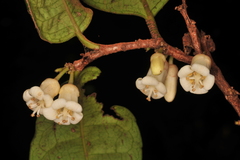 Dimorphocalyx glabellus var. lawianus